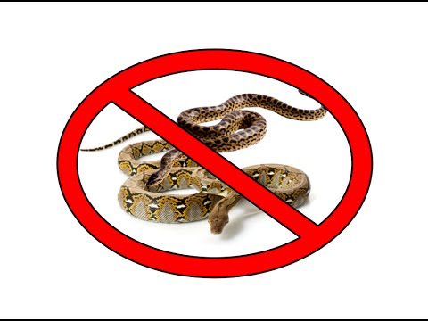 Image result for snakes no
