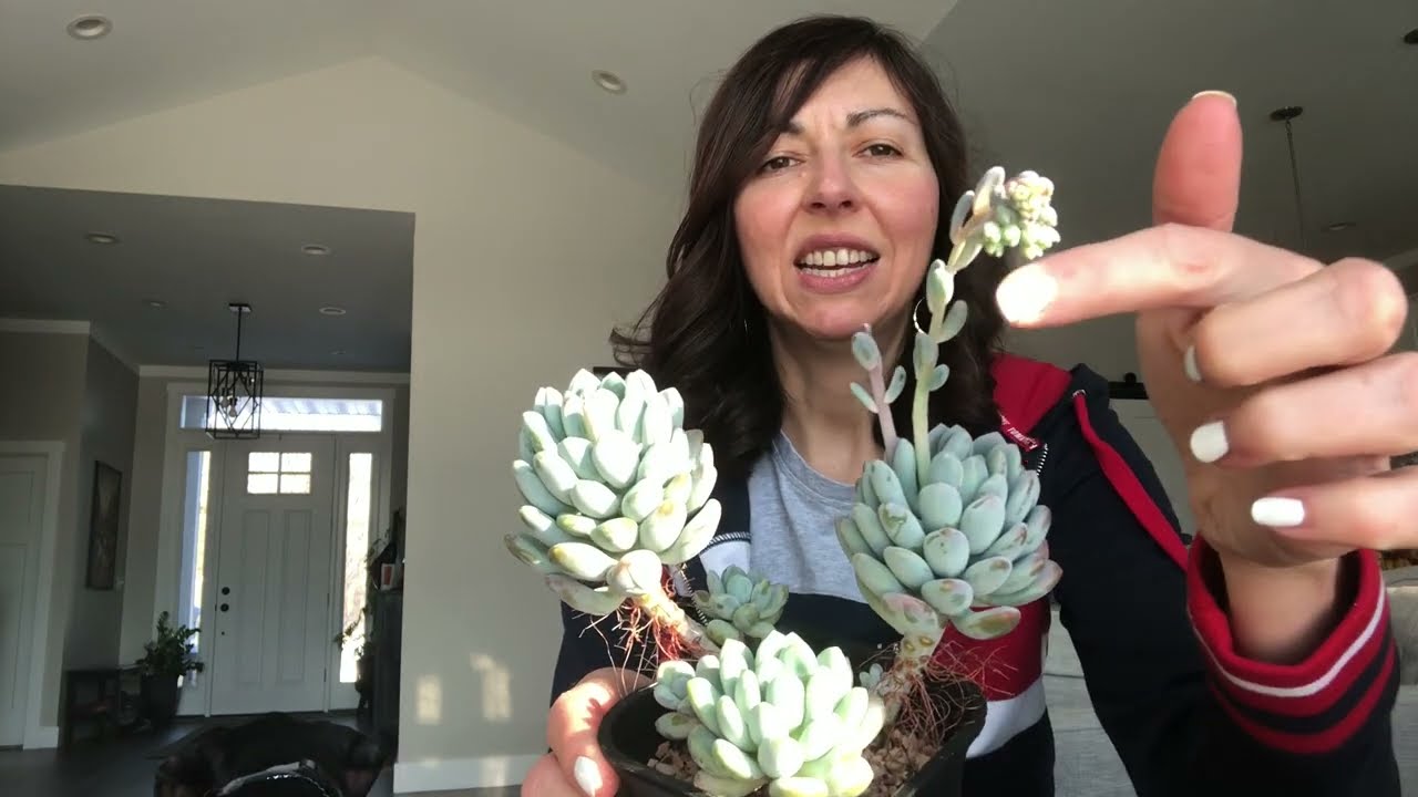 Pachyphytum and Pachyveria Collection, Succulents in the Spotlight