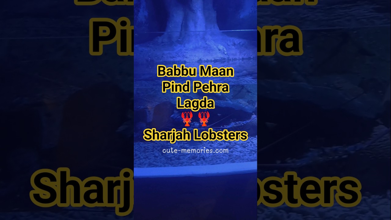Babbu Maan Pind Pehra Lagda 🦞Sharjah Aquarium Lobsters #lobster #aquarium