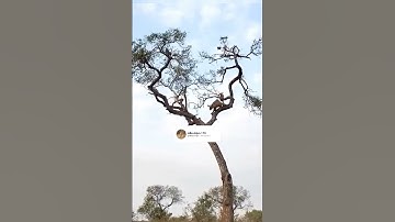 leopard hunts monkey in a high attack treetop chase #short story #status #video#leopard and #monkey