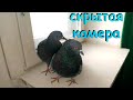 Что делают кабачки, когда никого нет в комнате. What the pigeons are doing when there's nobody home