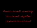Описание стельности коровы по месяцам