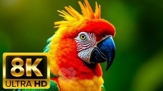 🌈 BREATHTAKING COLORS OF NATURE 🐦 Beautiful Nature | Sleep Relax Music UHD TV Screensaver