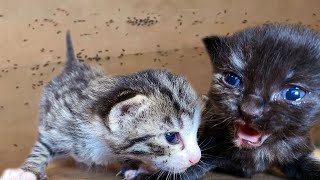 Rescuing Kittens From Ant Infestation *SHOCKING*
