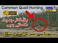 Common Quail Hunting With Net Batair Ka Shikar Jal Se بٹیر کا شکار Bedana Ovizi Batairkiawaz Common Quail Hunting With Net Batair Ka Shikar Jal Se بٹیر کا شکار Bedana Ovizi Batairkiawaz
