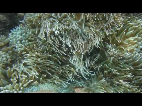 西伊豆の海！