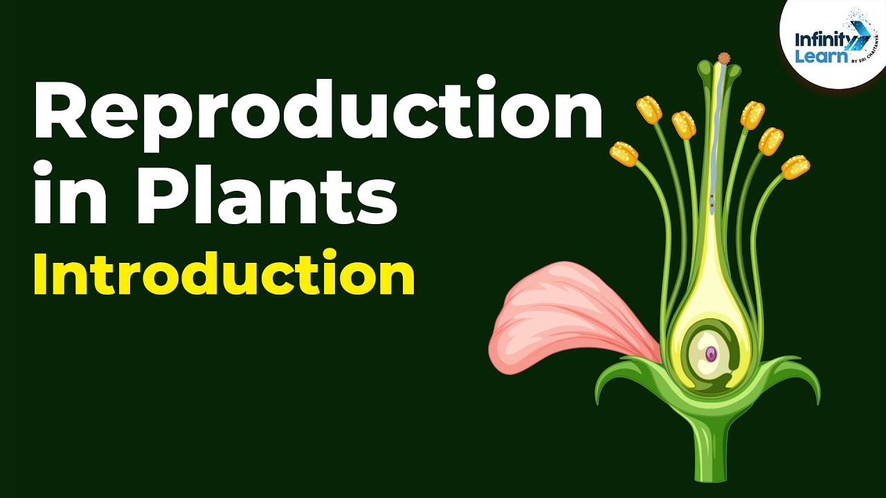 Introduction To Reproduction In Plants | Don'T Memorise