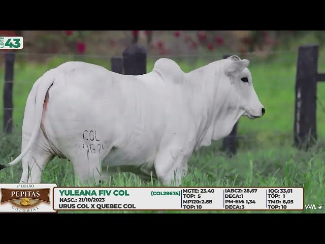 LOTE 43   YULEANA FIV COL