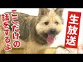 【急な生放送】なんだか癖になる顔の犬ポテに質問受け付けてます！！