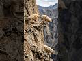 One Wrong Step and the Goat Falls… 😱🐐 | Mountain Goat Climbing GoPro on a Mountain Goat