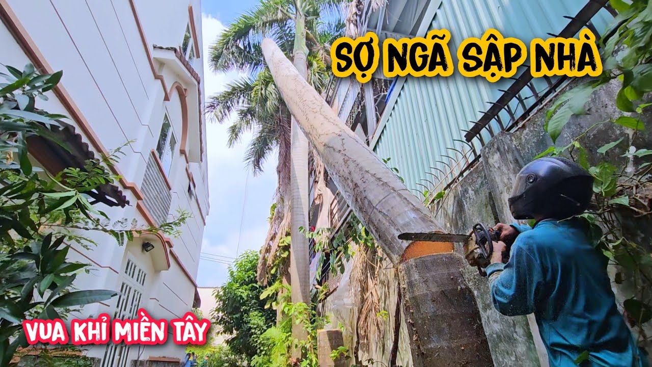 Vua khỉ cưa hạ hàng cây Cau Vua Khủng nằm giữa 2 nhà cao tầng ở Sài Gòn.