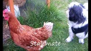 Chicken Vs. Dog  FIGHT