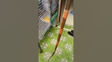 Chiếc lược ngà iguana - @TiiNgắn , Tiktok : @cristuanigu