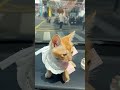 🐱My human thinks they're driving, but I'm actually the boss here. #cat #funny   #catmemes #fyp