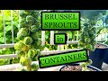 Growing Brussel Sprouts in Small Containers [Planting to Harvest]