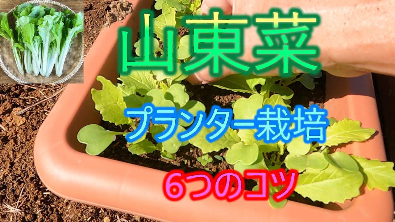 【山東菜】プランター栽培　6つのコツ　25/12/18