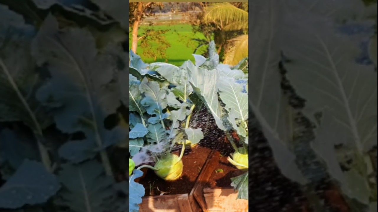 Kohlrabi Plant Water Drops | Fresh Farm Moments 