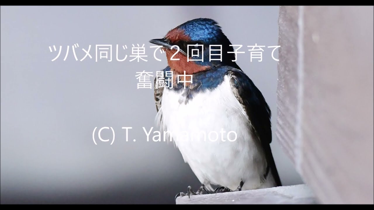 ツバメ同じ巣で2回目子育て奮闘中 - YouTube