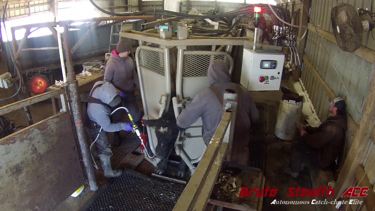 Home | Dodge Mfg Co. | Brute Cattle Equipment | Livestock Cattle Chutes