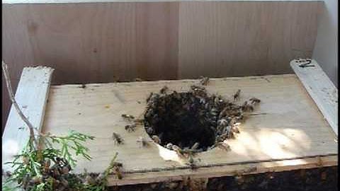 How to install bees in a top bar hive