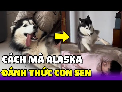 CHÚ CHÓ ALASKA đánh thức con sen bằng phương pháp SIÊU ĐỘC LẠ 😂 