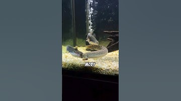 Gulper Catfish Eats A 14 Inch Bichir! 😱