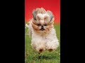 Shih tzu inner ear infection | Dog Infection | Medicine #shihtzu #infection #itchingtreatment