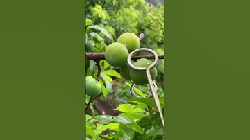 Fruit - Picking Tool Demonstration