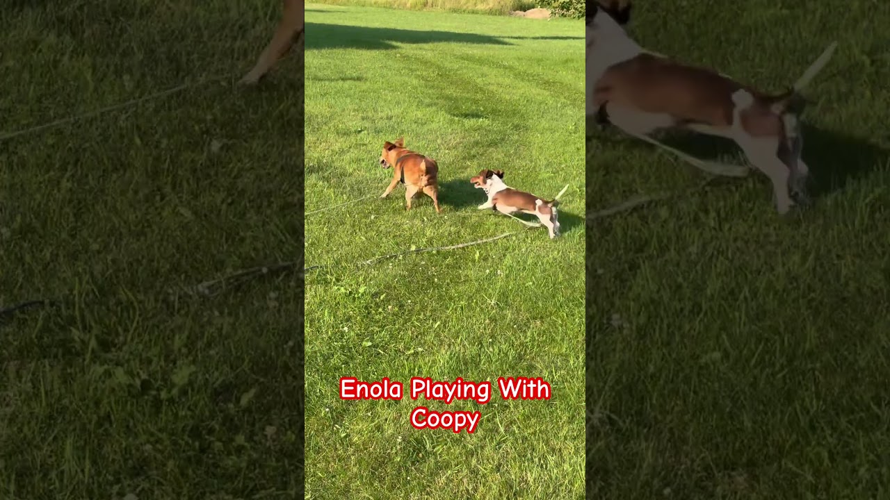 Enola Playing With Coopy 