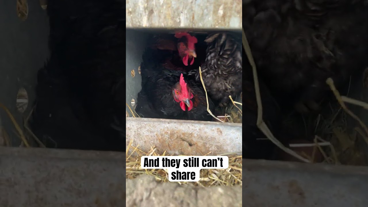 13 empty nesting boxes and they still can’t share… 