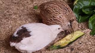 Quail feeding: Give them a good quail food!