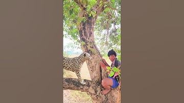 A leopard attacks a man in the village tree #vfx #shorts #leopard #wildlife #videos#tiger#viralvideo
