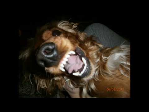 Video: Cocker Spaniel Necə Kəsilir