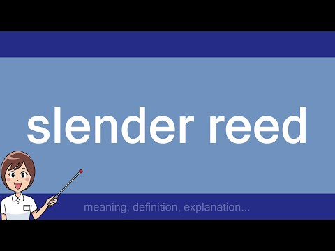 Video: Slender Reed