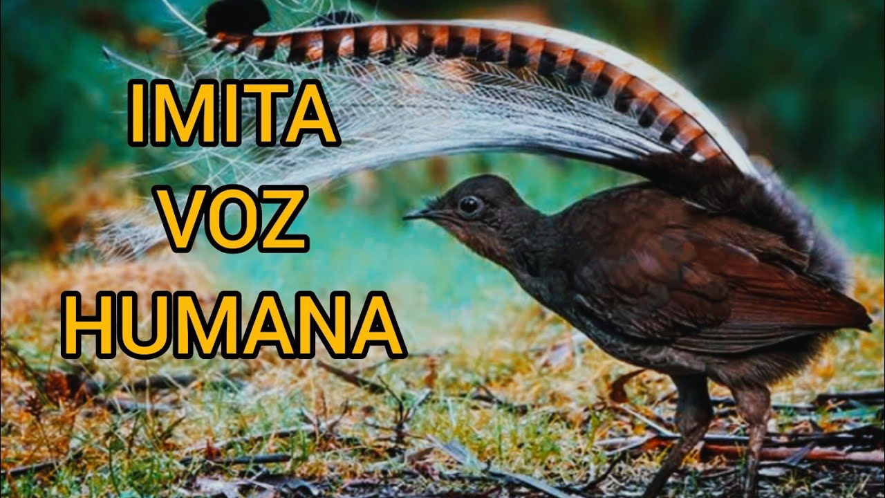 p-ssaro-lira-o-maior-imitador-imita-at-voz-humano-com-perfei-o