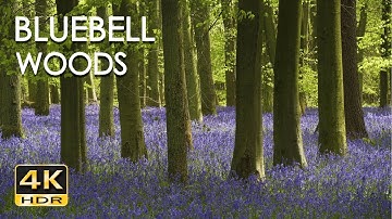 4K HDR Bluebell Woods   English Forest   Birds Singing   No Loop   Relaxing Nature Video & Sounds