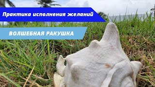 Волшебная ракушка желаний.