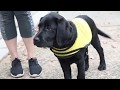 Guide Dog Foundation at UGA Guide Dog Foundation at UGA