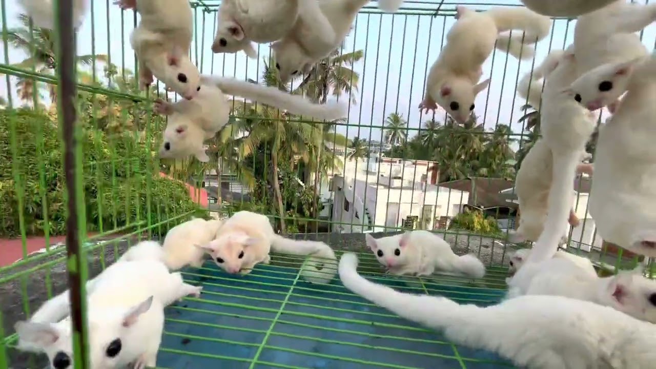 Lucy Sugar Glider Available.                           Ph: 7012531808