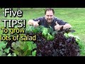 5 Tips How to Grow a Ton of Salad in Just One Raised Garden Bed or Container