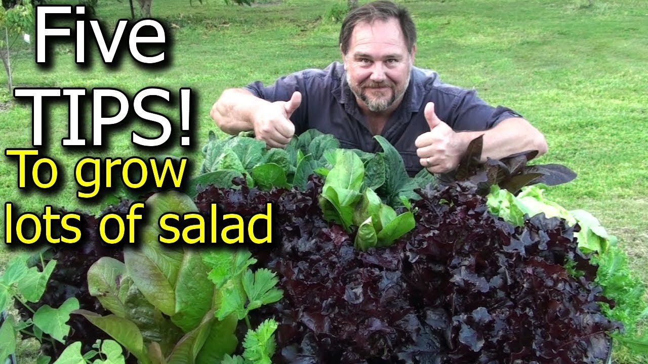 ⁣5 Tips How to Grow a Ton of Salad in Just One Raised Garden Bed or Container