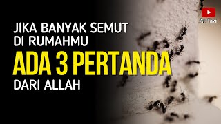 Masya Allah.!! Jika Banyak Semut di Rumahmu, Ada 3 Pertanda Dari Allah, Jangan Sampai Dibunuh