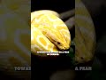 Snake Spirit Animal