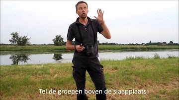 Hoe tel je een slaapplaats van Spreeuwen?