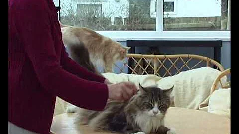 Video 857711: breed maine coon, breeds uk