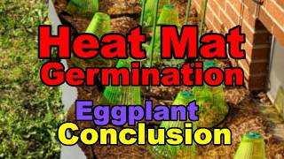 Eggplant Germination Results: Vermiculite-only vs Soil on a Heat Mat