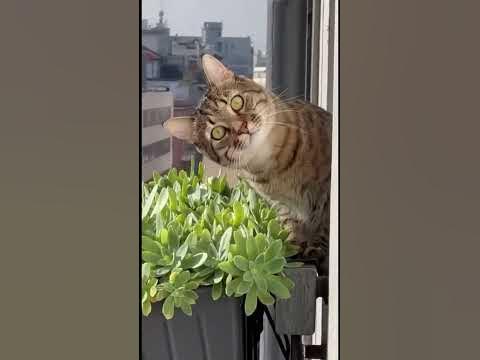 #хасавюрт - YouTube