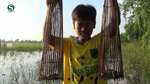 Cách đặt và mồi bẫy cá rô đồng bằng xà di, hiệu quả cao | Bắt cá miền tây | Sắc Màu