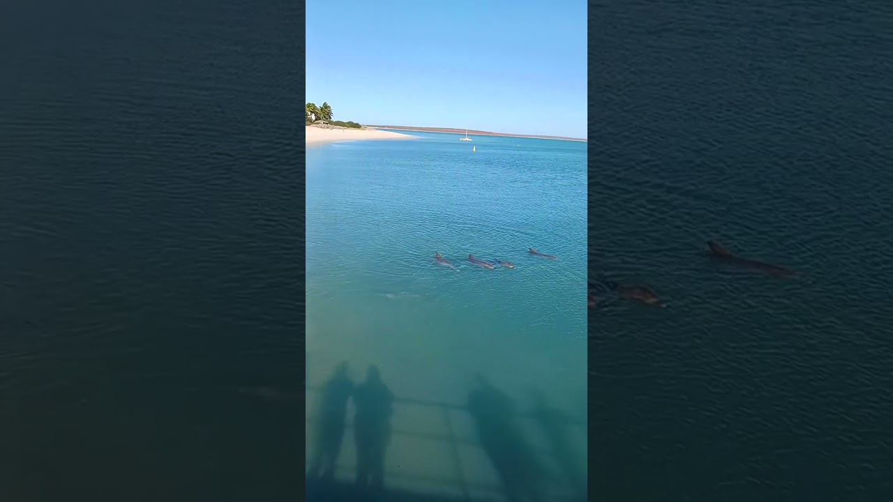 Дельфины в Австралии: уникальное место