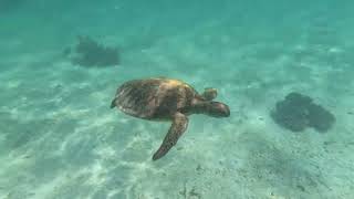 Snorkeling @Ningaloo reef in Coral Bay